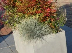 Blau-Schwingel 'Elijah Blue' -Angebote Blumen Takt Store blau schwingel elijah blue m061845 w 8