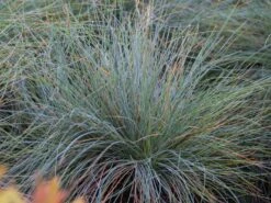 Blau-Schwingel 'Festina' -Angebote Blumen Takt Store blau schwingel festina m075712 w 0