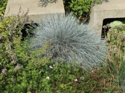 Blau-Schwingel 'Festina' -Angebote Blumen Takt Store blau schwingel festina m075712 w 2