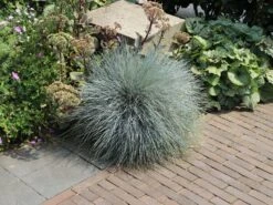 Blau-Schwingel 'Festina' -Angebote Blumen Takt Store blau schwingel festina m075712 w 3