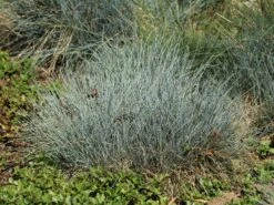 Blau-Schwingel 'Festina' -Angebote Blumen Takt Store blau schwingel festina m075712 w 4