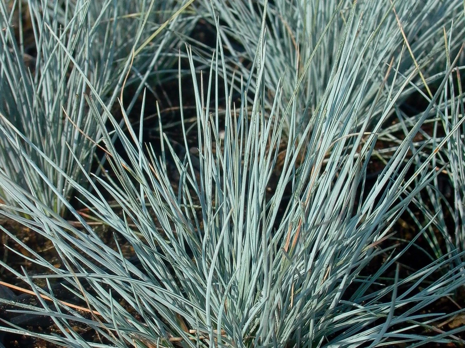 Blauschwingel 'Auslese' 5 Blauschwingel 'Auslese' – Bild 3