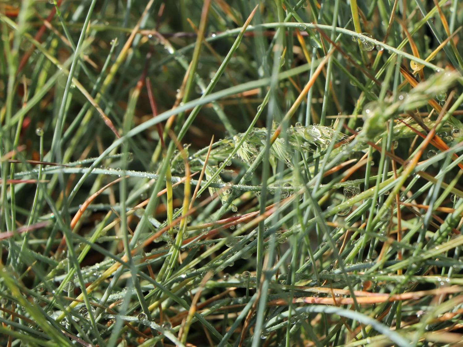 Blauschwingel 'Auslese' 4 Blauschwingel 'Auslese' – Bild 2