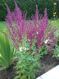 Blüten-Salbei 'Schwellenburg' -Angebote Blumen Takt Store blueten salbei schwellenburg m060332 193676 0