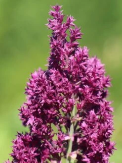 Blüten-Salbei 'Schwellenburg' -Angebote Blumen Takt Store blueten salbei schwellenburg m060332 w 1