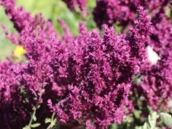 Blüten-Salbei 'Schwellenburg' -Angebote Blumen Takt Store blueten salbei schwellenburg m060332 w 3