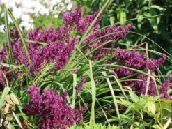 Blüten-Salbei 'Schwellenburg' -Angebote Blumen Takt Store blueten salbei schwellenburg m060332 w 4