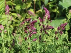 Blüten-Salbei 'Schwellenburg' -Angebote Blumen Takt Store blueten salbei schwellenburg m060332 w 5