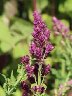 Blüten-Salbei 'Schwellenburg' -Angebote Blumen Takt Store blueten salbei schwellenburg m060332 w 6