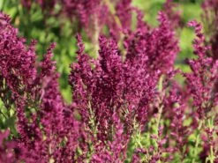 Blüten-Salbei 'Schwellenburg' -Angebote Blumen Takt Store blueten salbei schwellenburg m060332 w 7