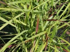 Braunrote Ruten-Hirse 'Hänse Herms' 11 Braunrote Ruten-Hirse 'Hänse Herms' -Angebote Blumen Takt Store braunrote ruten hirse haense herms m009065 w 1