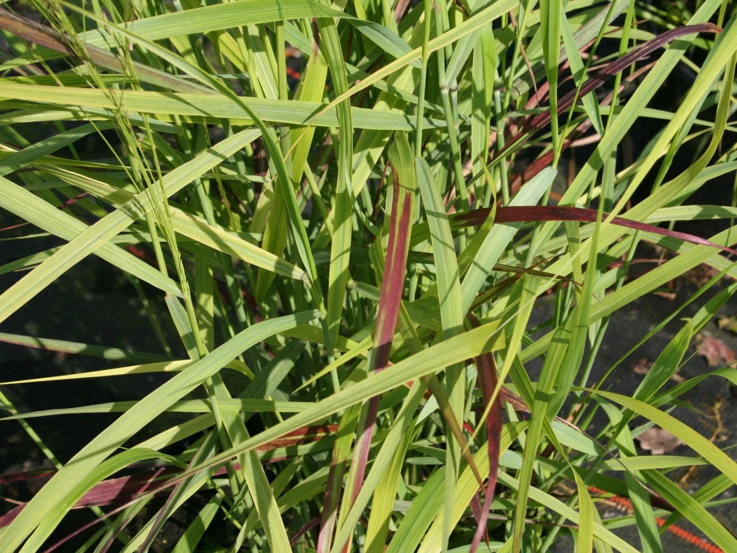 Braunrote Ruten-Hirse 'Hänse Herms' 7 Braunrote Ruten-Hirse 'Hänse Herms' – Bild 5