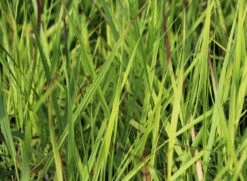 Braunrote Ruten-Hirse 'Hänse Herms' 9 Braunrote Ruten-Hirse 'Hänse Herms' -Angebote Blumen Takt Store braunrote ruten hirse haense herms m009065 w 2