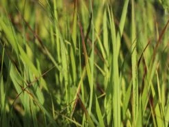 Braunrote Ruten-Hirse 'Hänse Herms' 10 Braunrote Ruten-Hirse 'Hänse Herms' -Angebote Blumen Takt Store braunrote ruten hirse haense herms m009065 w 3