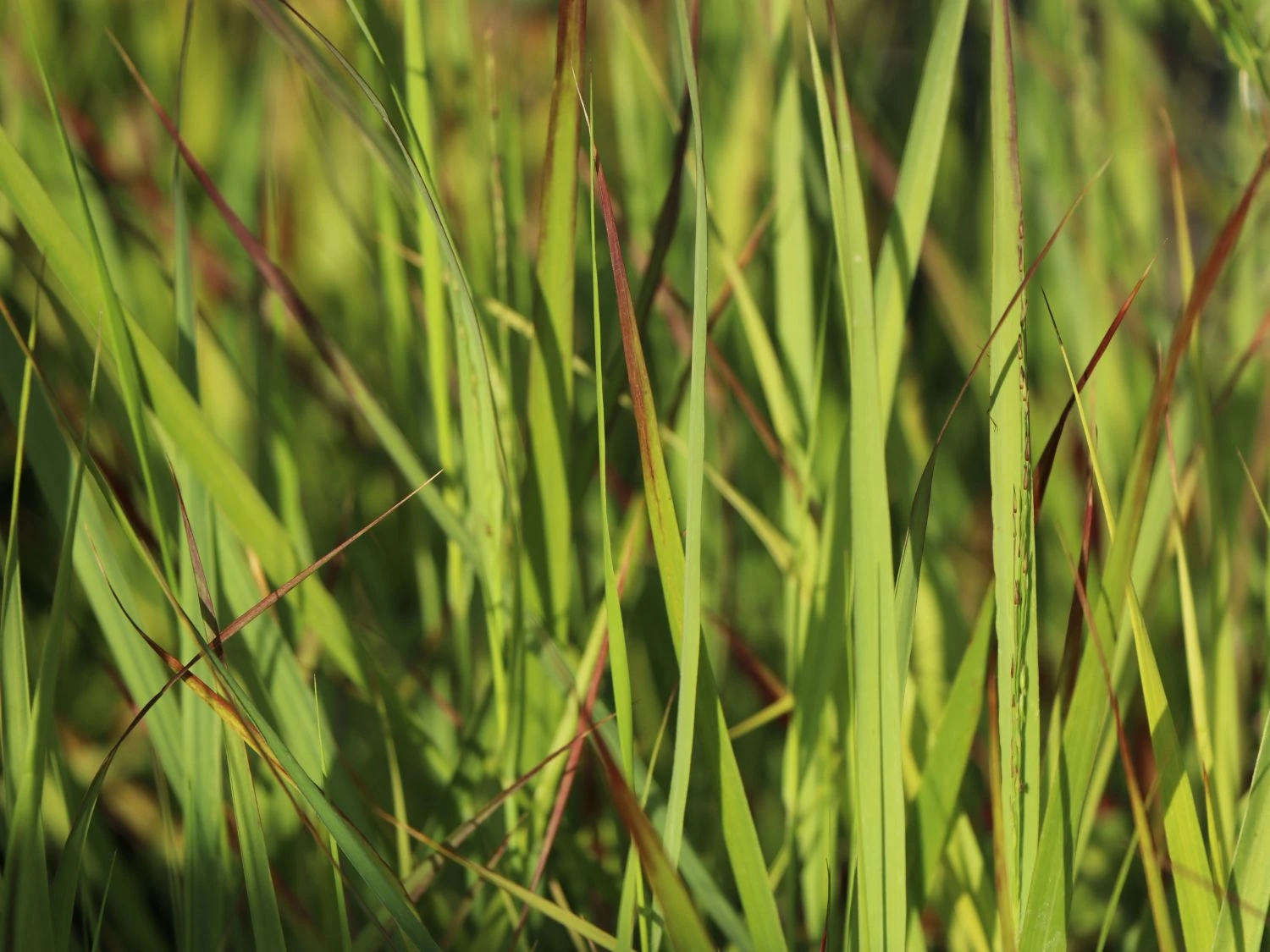 Braunrote Ruten-Hirse 'Hänse Herms' 6 Braunrote Ruten-Hirse 'Hänse Herms' – Bild 4