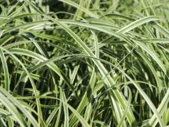 Buntblättrige Segge 'Feather Falls' -Angebote Blumen Takt Store buntblaettrige segge feather falls m111746 w 1