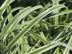 Buntblättrige Segge 'Feather Falls' -Angebote Blumen Takt Store buntblaettrige segge feather falls m111746 w 2