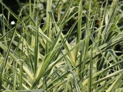 Buntblättriges Pfahlrohr 'Variegata' -Angebote Blumen Takt Store buntblaettriges pfahlrohr variegata m044605 w 0