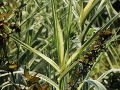 Buntblättriges Pfahlrohr 'Variegata' -Angebote Blumen Takt Store buntblaettriges pfahlrohr variegata m044605 w 1