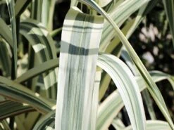 Buntblättriges Pfahlrohr 'Variegata' -Angebote Blumen Takt Store buntblaettriges pfahlrohr variegata m044605 w 3