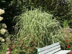 Buntblättriges Pfahlrohr 'Variegata' -Angebote Blumen Takt Store buntblaettriges pfahlrohr variegata m044605 w 4