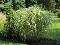 Buntblättriges Pfahlrohr 'Variegata' -Angebote Blumen Takt Store buntblaettriges pfahlrohr variegata m044605 w 5