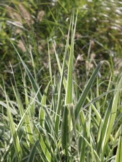 Buntblättriges Pfahlrohr 'Variegata' -Angebote Blumen Takt Store buntblaettriges pfahlrohr varigata m044605 w 4