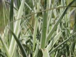 Buntblättriges Pfahlrohr 'Variegata' -Angebote Blumen Takt Store buntblaettriges pfahlrohr varigata m044605 w 6