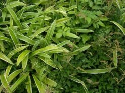 Bunte Breitblatt Segge 'Variegata' -Angebote Blumen Takt Store bunte breitblatt segge variegata m058092 w 0