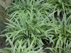 Bunte Breitblatt Segge 'Variegata' -Angebote Blumen Takt Store bunte breitblatt segge variegata m058092 w 2