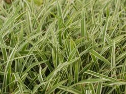 Bunte Breitblatt Segge 'Variegata' -Angebote Blumen Takt Store bunte breitblatt segge variegata m058092 w 4