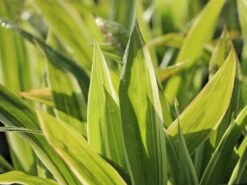 Bunte Breitblatt Segge 'Variegata' -Angebote Blumen Takt Store bunte breitblatt segge variegata m058092 w 5