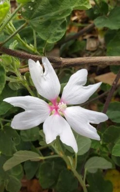 Busch-Malve 'Baby Barnsley' -Angebote Blumen Takt Store busch malve baby barnsley m059383 843910 0