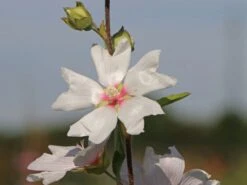 Busch-Malve 'Baby Barnsley' -Angebote Blumen Takt Store busch malve baby barnsley m059383 w 0