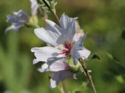 Busch-Malve 'Baby Barnsley' -Angebote Blumen Takt Store busch malve baby barnsley m059383 w 1