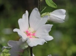 Busch-Malve 'Baby Barnsley' -Angebote Blumen Takt Store busch malve baby barnsley m059383 w 2