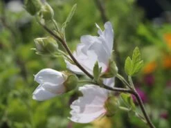 Busch-Malve 'Baby Barnsley' -Angebote Blumen Takt Store busch malve baby barnsley m059383 w 4