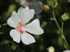 Busch-Malve 'Baby Barnsley' -Angebote Blumen Takt Store busch malve baby barnsley m059383 w 5