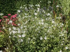 Busch-Malve 'Baby Barnsley' -Angebote Blumen Takt Store busch malve baby barnsley m059383 w 6