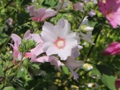 Busch-Malve 'Baby Barnsley' -Angebote Blumen Takt Store busch malve baby barnsley m059383 w 7