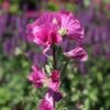 Buschmalve 'Burgundy Wine' 1 Buschmalve 'Burgundy Wine' -Angebote Blumen Takt Store buschmalve burgundy wine m012423 h 0