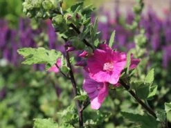 Buschmalve 'Burgundy Wine' -Angebote Blumen Takt Store buschmalve burgundy wine m012423 w 0