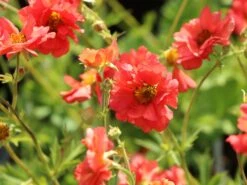 Chilenische Nelkenwurz 'Coral Tempest' 15 Chilenische Nelkenwurz 'Coral Tempest' -Angebote Blumen Takt Store chilenische nelkenwurz coral tempest m117867 w 0