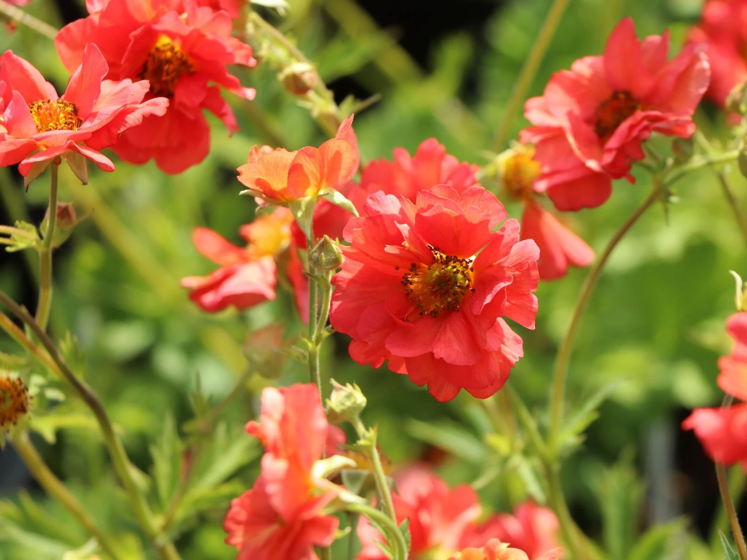 Chilenische Nelkenwurz 'Coral Tempest' 7 Chilenische Nelkenwurz 'Coral Tempest' – Bild 5