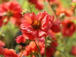 Chilenische Nelkenwurz 'Coral Tempest' 14 Chilenische Nelkenwurz 'Coral Tempest' -Angebote Blumen Takt Store chilenische nelkenwurz coral tempest m117867 w 1