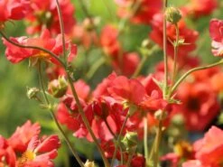 Chilenische Nelkenwurz 'Coral Tempest' 19 Chilenische Nelkenwurz 'Coral Tempest' -Angebote Blumen Takt Store chilenische nelkenwurz coral tempest m117867 w 2