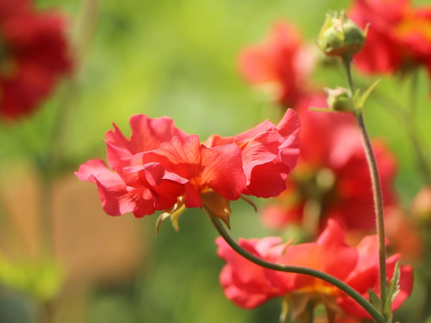 Chilenische Nelkenwurz 'Coral Tempest' 9 Chilenische Nelkenwurz 'Coral Tempest' – Bild 7