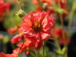 Chilenische Nelkenwurz 'Coral Tempest' 13 Chilenische Nelkenwurz 'Coral Tempest' -Angebote Blumen Takt Store chilenische nelkenwurz coral tempest m117867 w 4