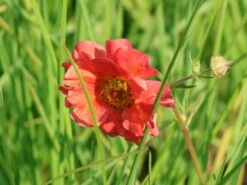 Chilenische Nelkenwurz 'Coral Tempest' 18 Chilenische Nelkenwurz 'Coral Tempest' -Angebote Blumen Takt Store chilenische nelkenwurz coral tempest m117867 w 5