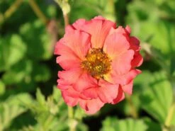 Chilenische Nelkenwurz 'Coral Tempest' 16 Chilenische Nelkenwurz 'Coral Tempest' -Angebote Blumen Takt Store chilenische nelkenwurz coral tempest m117867 w 6